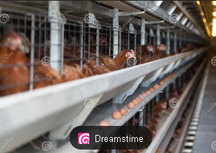 cage eggs