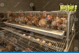 cage2
