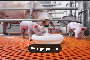 pig